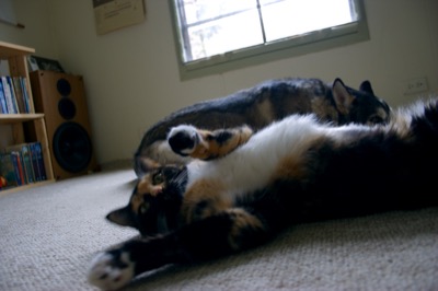 My last pictures of kittan