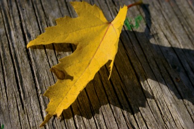 a warm autum day means ladybugs!