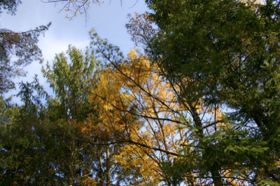 Looking into the back yard