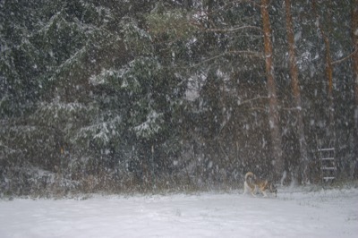 first real snowstorm of the season