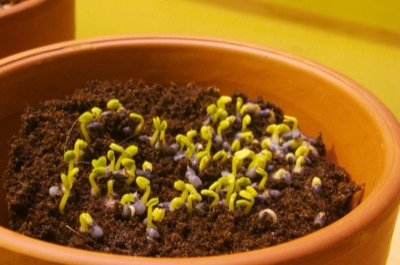 Sprouts!  Lil\' baby basils!
