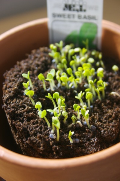 baby plants and run, tomo, run!