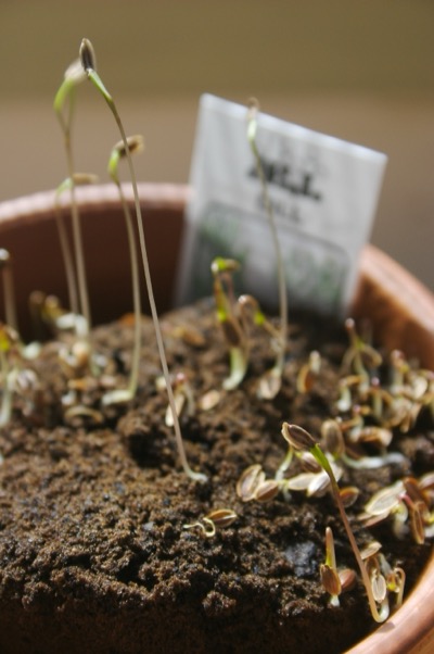 Dill seeds like your sandwich turn into this..